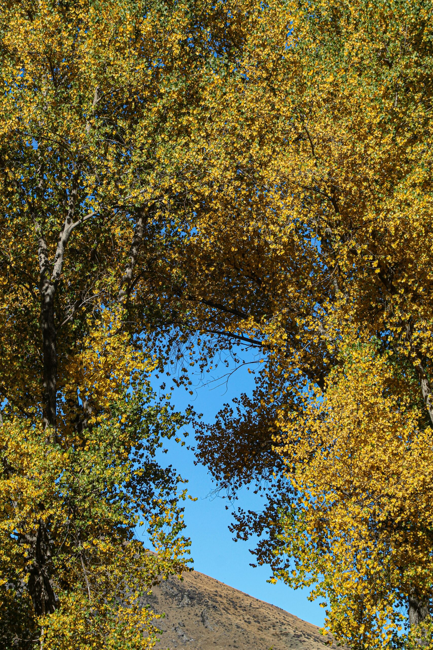 Mikyla Eden Cfvaagdiqfm Unsplash